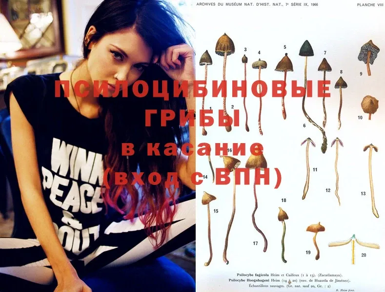 Псилоцибиновые грибы Psilocybe  Мурино 